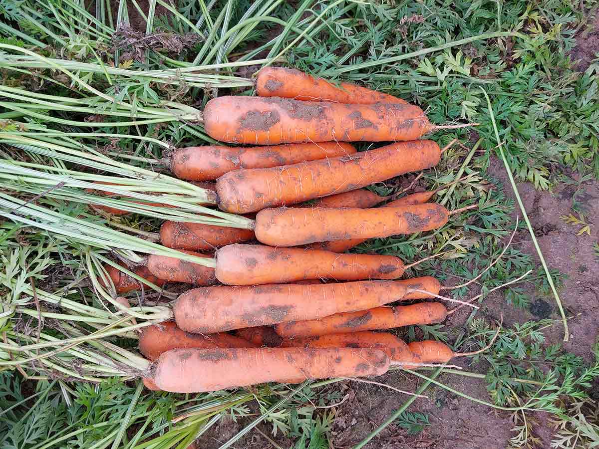 Carota Dorbella F1 di Basf Nunhems
